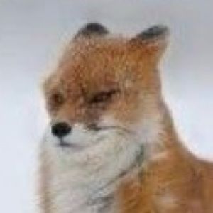 Meet your Posher, Vincent